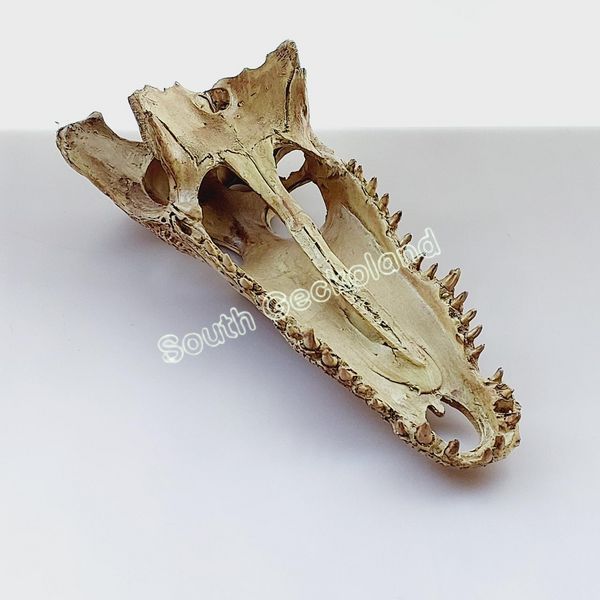 Декорація череп крокодила 21см для рептилій в тераріум Exo Terra Crocodile Skull Схованка для геконів та змій 466R-YV-277 фото