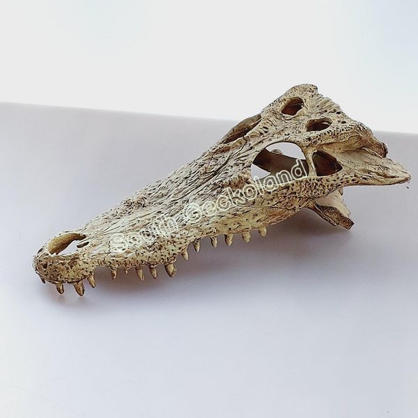 Декорація череп крокодила 21см для рептилій в тераріум Exo Terra Crocodile Skull Схованка для геконів та змій 466R-YV-277 фото