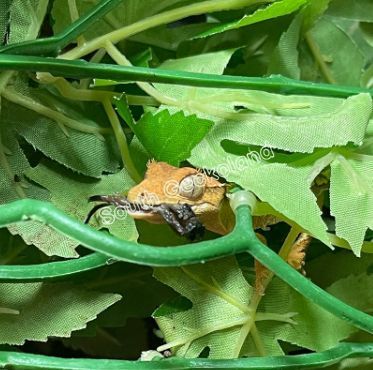 Цвіркуни в банці Консерва для рептилій та амфібій Zoo Med Can O' Mini Crickets 35g 120V-CE-103 фото