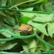 Цвіркуни в банці Консерва для рептилій та амфібій Zoo Med Can O' Mini Crickets 35g 120V-CE-103 фото 10