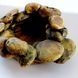 Напувалка 17см для рептилій и амфибий Exo Terra Frog Pond L великий ставок у тераріум для жаб 702W-PK-421 фото 6